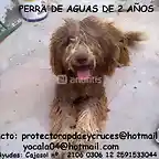 PERRA DE AGUAS DE 2 AOS