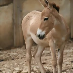 Zoo Lunaret + Sigean 18 i 19-09-10 400