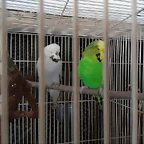 IMG_20180427_160956