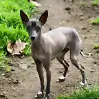 xoloitzcuintle-informacion