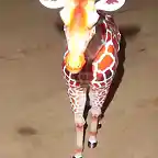 Girafa (19)