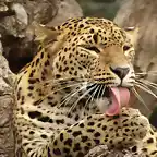 leopardoSR (59)