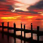 seagulls-at-sunset-fort-myers-florida