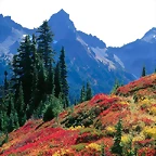 Fall Spectrum in the Tatoosh Range, Mount Rainier National Park, Washington