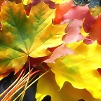 fall_leaves_2-1920x1080