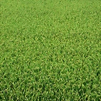 Farm_1010