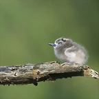 Fairy Tern, Midway Island