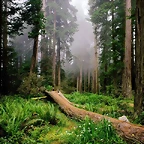Fallen Nurse Log, Redwood National Park, California