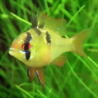 Mikrogeophagus ramirezi (22-7-13 DendroAcua)