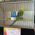 1. Verde