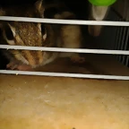 willy