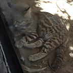 Leopardus colocolo garleppi 1 (6-10-23 Bioparque Amaru, det as L garleppi)