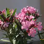 08, adelfa en flor, marca2