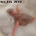 5 pollo 16-2-11