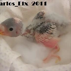 2 pollo 16-2-11