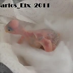4 pollo 16-2-11