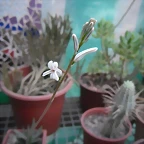 SAM_1383