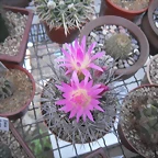 SAM_1377