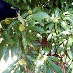 DSCN7016