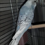 nuevo3back
