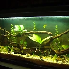 Acuario 85 lts (Small)