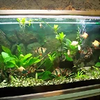 Acuario 95 lts. (Small)