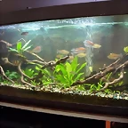 Acuario 130 lts (Small)