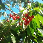 cerezas