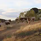 08, vacas en la fuente del rosal, marca