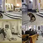 Perro en la Iglesia recordando a su duea ya fallecida