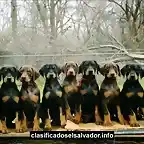 Doberman`s