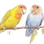 Inseparable de cara rosa II