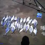 pesca fin de a?04