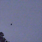 P2100095
