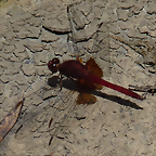 Erythrodiplax ines (6-10-23 Bioparque Amaru, det yo)
