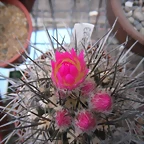 SAM_0781