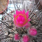 SAM_0782