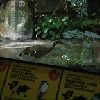 Zoo de Barcelona 09-02-11 629