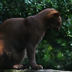Le Parc des Felins agost 2010 494