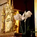 06, orqudeas en el sagrario, marca