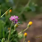 22, alfileres y florecillas, marca