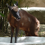Mazama rufina (1-10-23 Zoo de Quito)