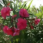 flor de la adelfa