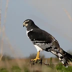 gavilan planeador