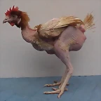 gallina_desplumada