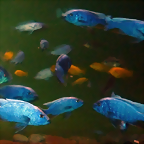 Sciaenochromis ahli (21-7-19 Franklin Park zoo)
