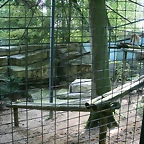 Beauval agost 2010 912