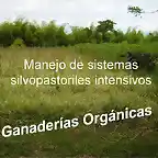 ganaderias organicas-silvopastoreo.doc