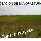 ganaderias organicas-silvopastoril.doc