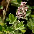 21, moras en flor, marca